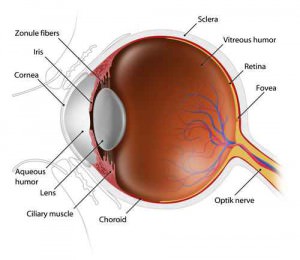 human eyeball